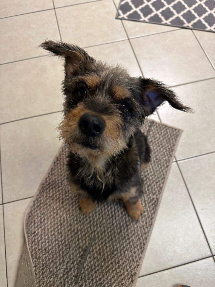 Mojo, an adoptable Terrier Mix in Kansas City, MO_image-3