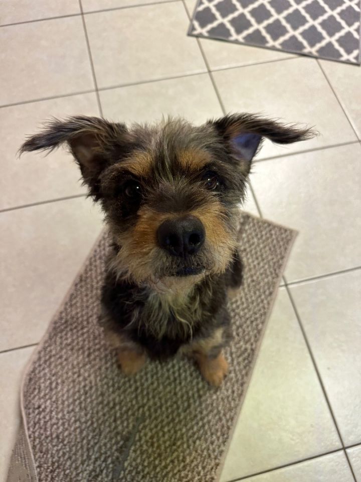 Mojo, an adoptable Terrier Mix in Kansas City, MO_image-4