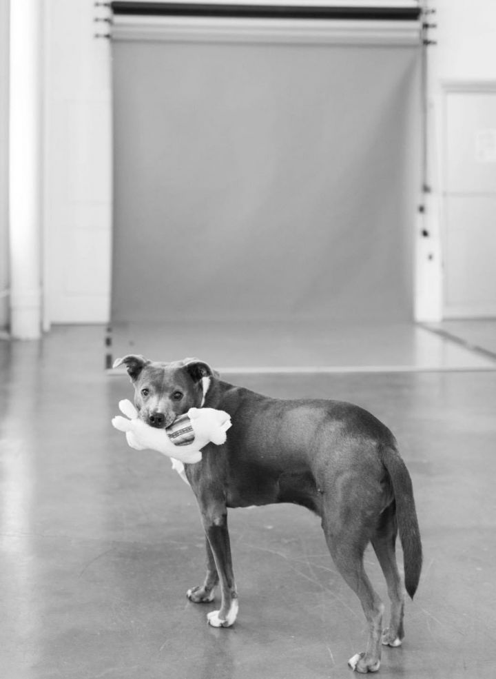 Milton, an adoptable Pit Bull Terrier Mix in Kansas City, MO_image-2