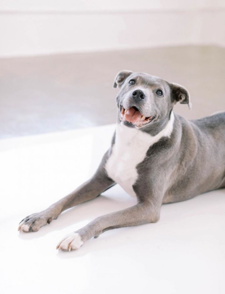 Milton, an adoptable Pit Bull Terrier Mix in Kansas City, MO_image-4