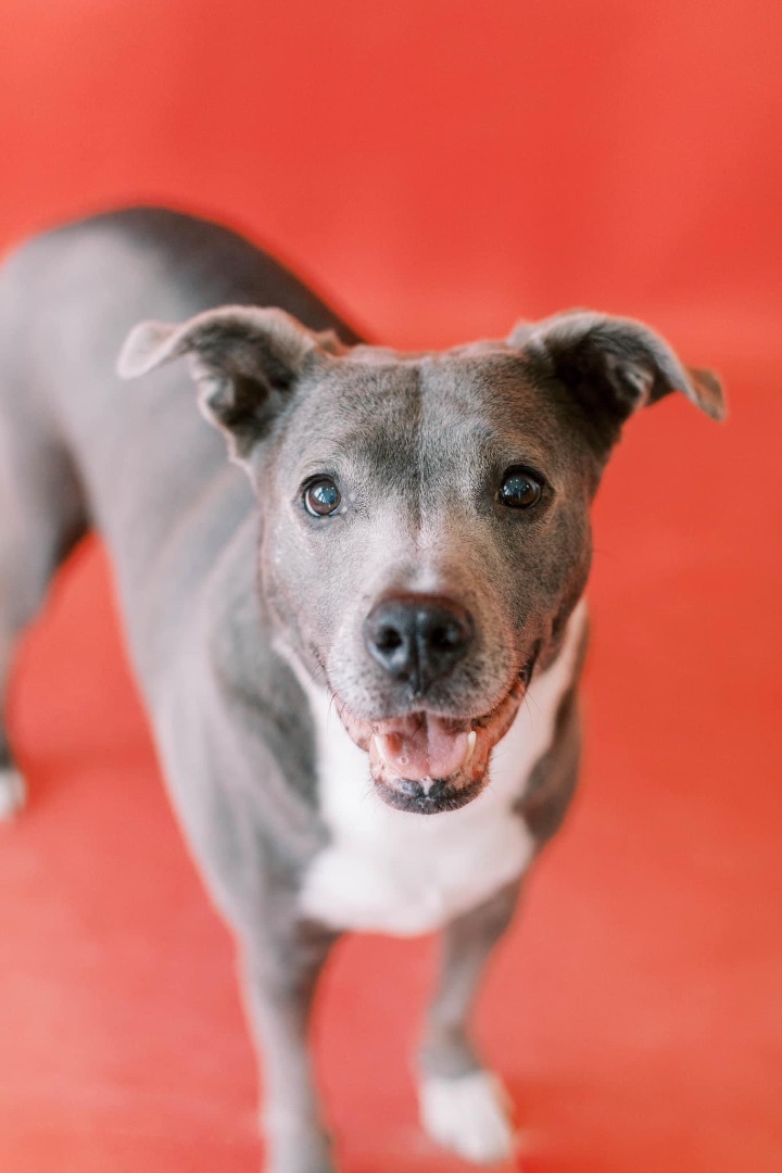 Milton, an adoptable Pit Bull Terrier Mix in Kansas City, MO_image-6
