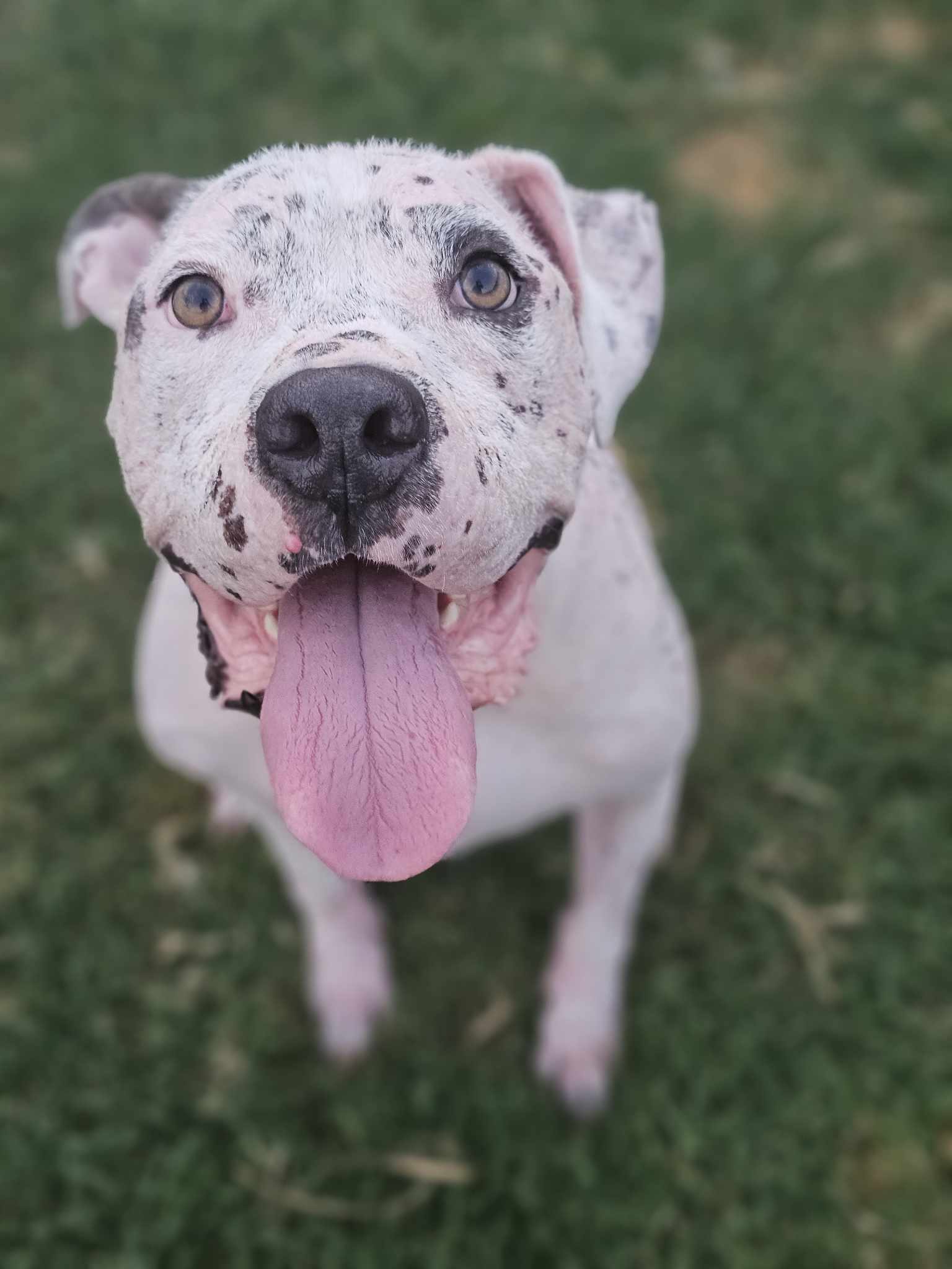 Sully, an adoptable Pit Bull Terrier in Arlee, MT, 59821 | Photo Image 1