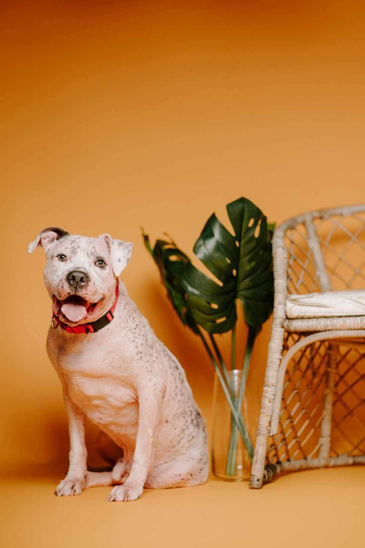 Sully, an adoptable Pit Bull Terrier in Arlee, MT, 59821 | Photo Image 1