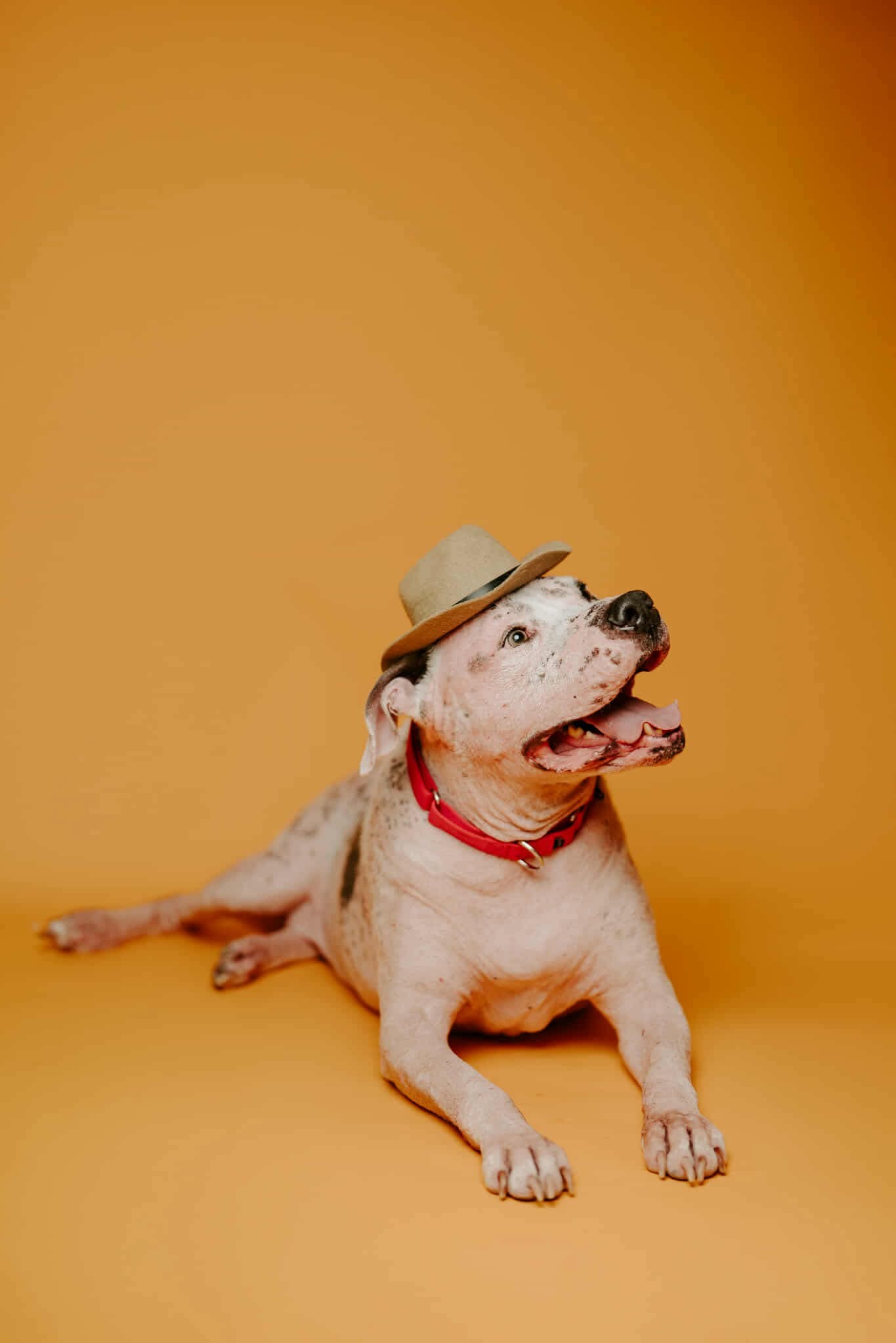 Sully, an adoptable Pit Bull Terrier in Arlee, MT, 59821 | Photo Image 2