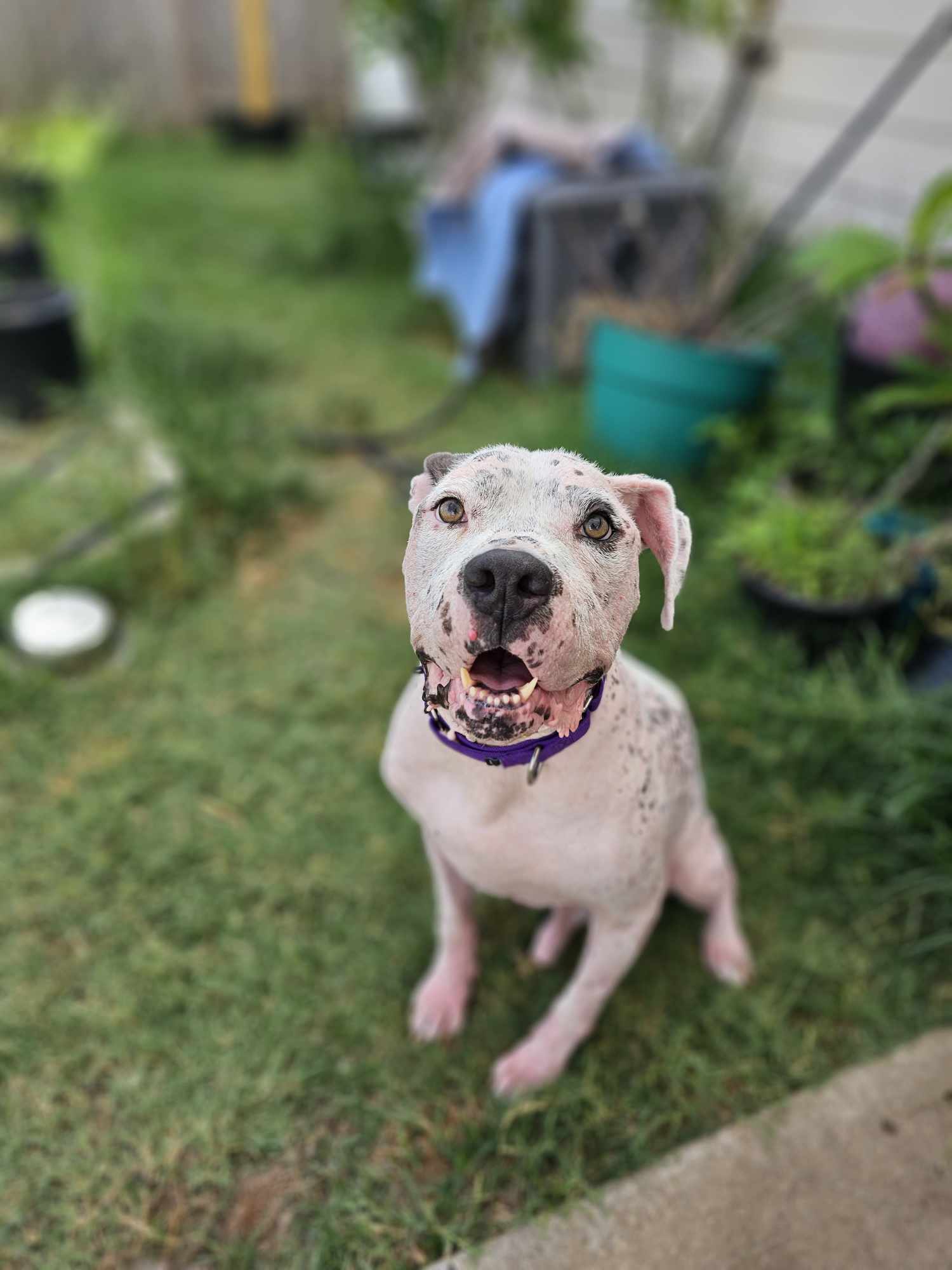 Sully, an adoptable Pit Bull Terrier in Arlee, MT, 59821 | Photo Image 3