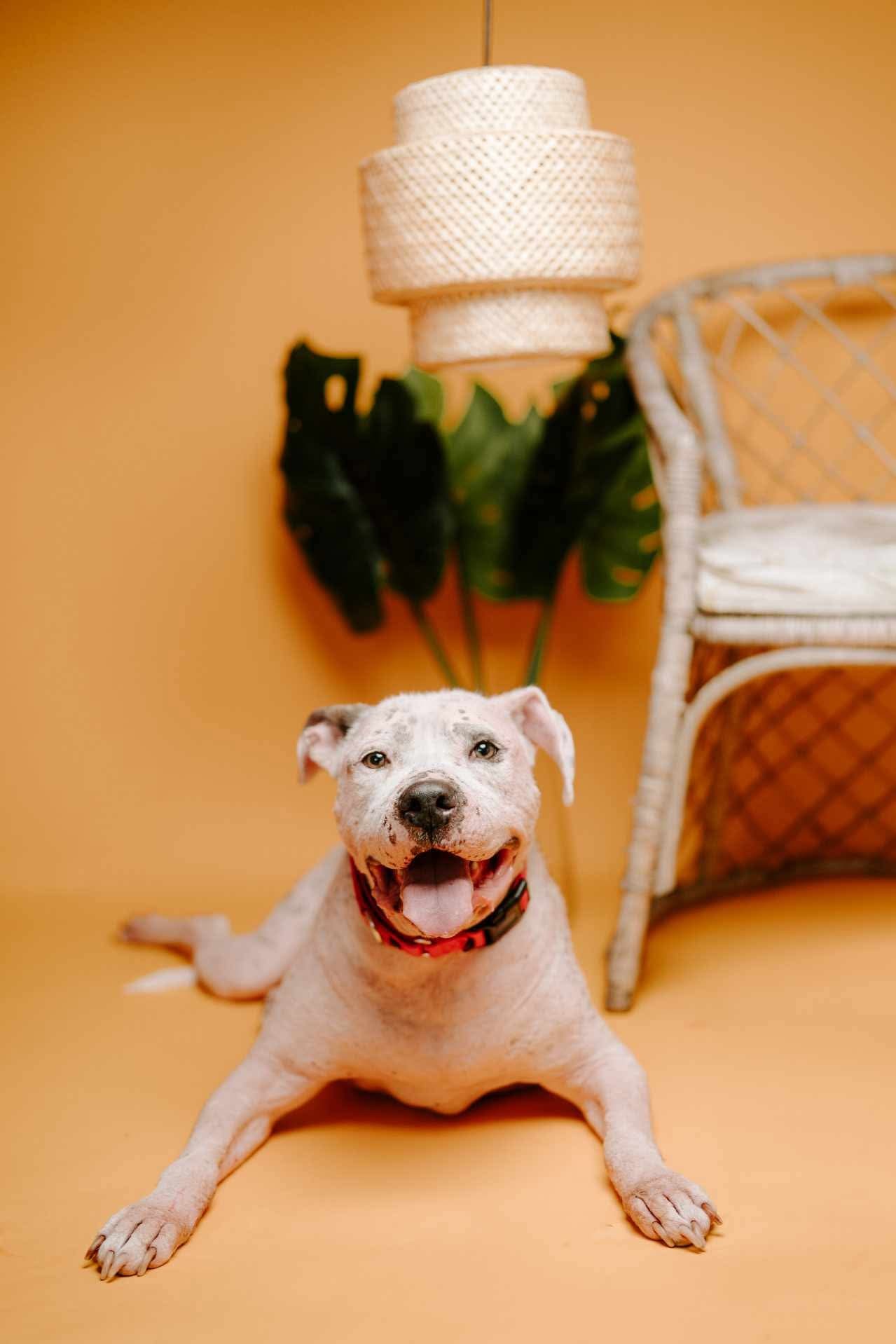 Sully, an adoptable Pit Bull Terrier in Arlee, MT, 59821 | Photo Image 3