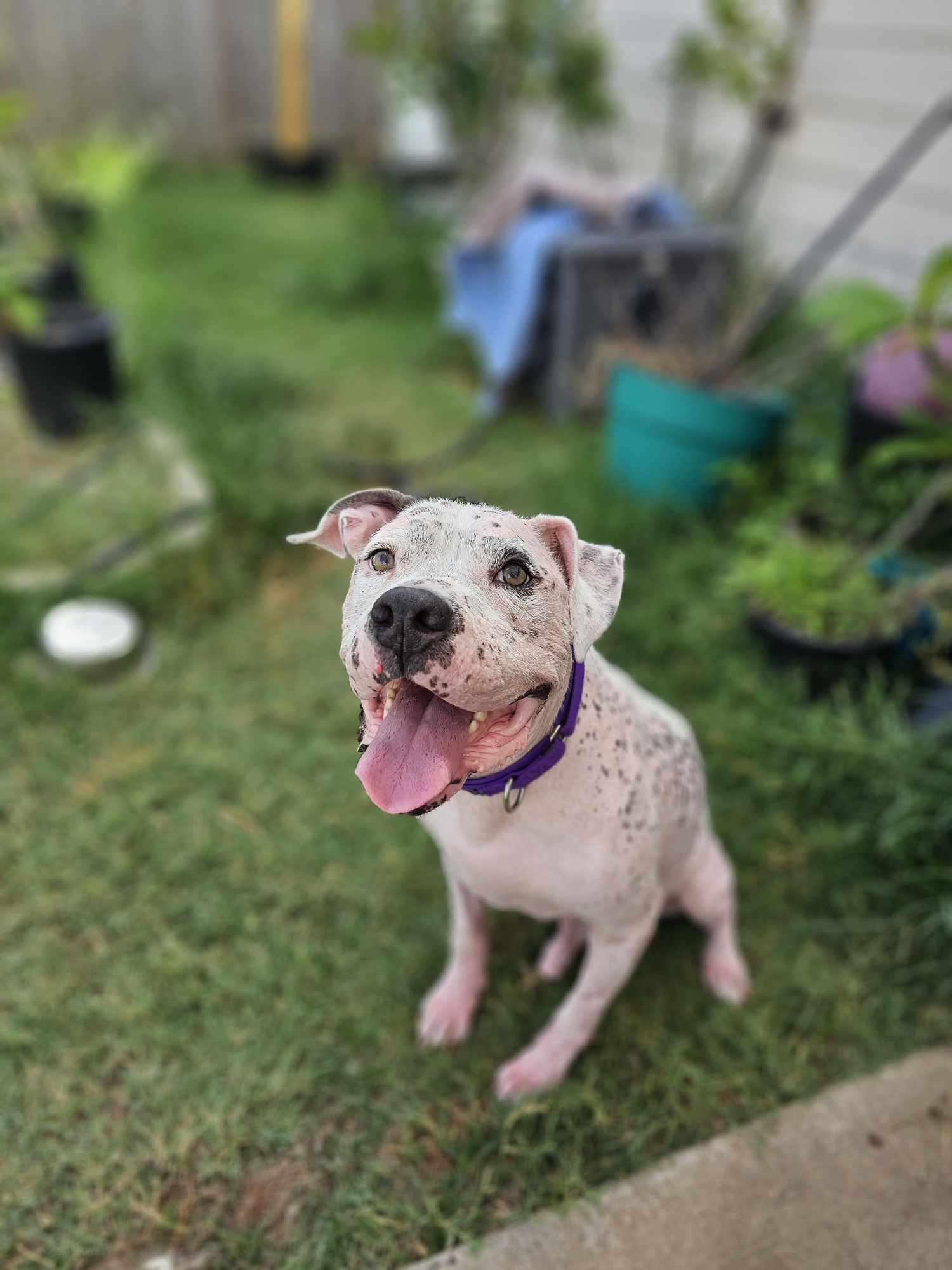 Sully, an adoptable Pit Bull Terrier in Arlee, MT, 59821 | Photo Image 4