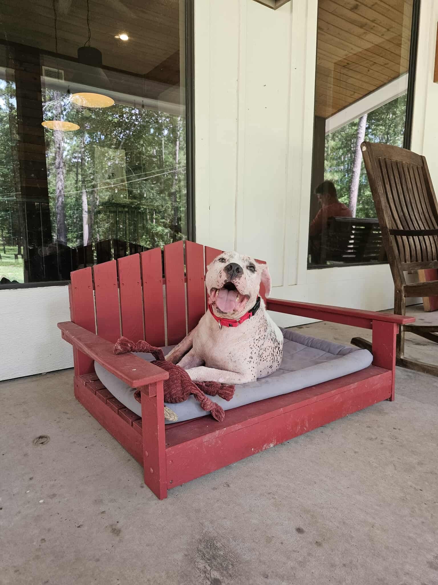 Sully, an adoptable Pit Bull Terrier in Arlee, MT, 59821 | Photo Image 4