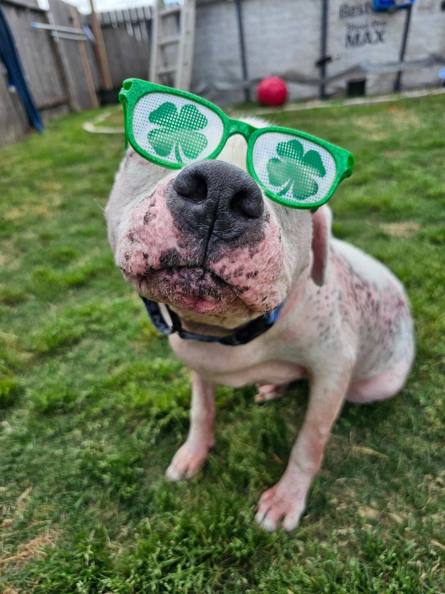 Sully, an adoptable Pit Bull Terrier in Arlee, MT, 59821 | Photo Image 5