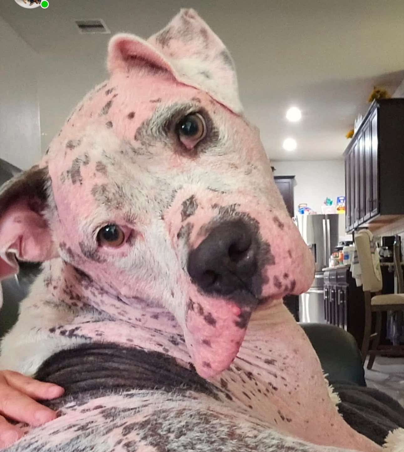 Sully, an adoptable Pit Bull Terrier in Arlee, MT, 59821 | Photo Image 6