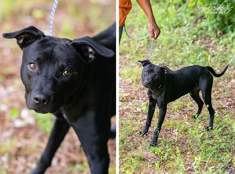 Dog for adoption Mica, a Black Labrador Retriever Mix in Bartlett, TN