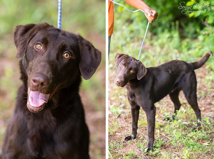 Dog for adoption - Chance, a Chocolate Labrador Retriever in Bartlett ...