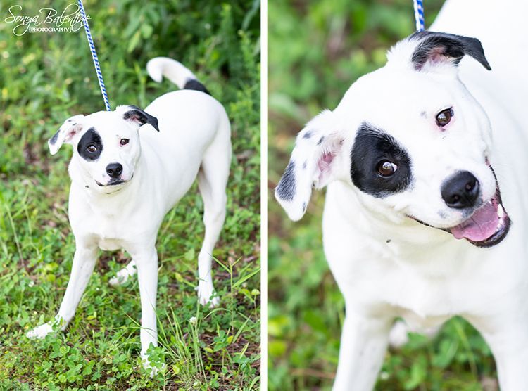 Dog for adoption - Oreo, a Hound Mix in Bartlett, TN | Petfinder