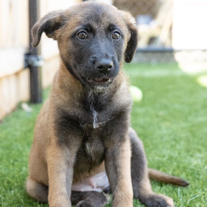 Yaya, an adoptable Shepherd Mix in Naperville, IL_image-6