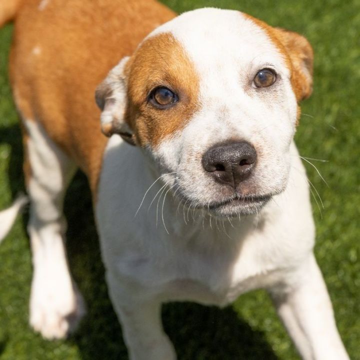Scooby, an adopted Shepherd & Hound Mix in Naperville, IL_image-6