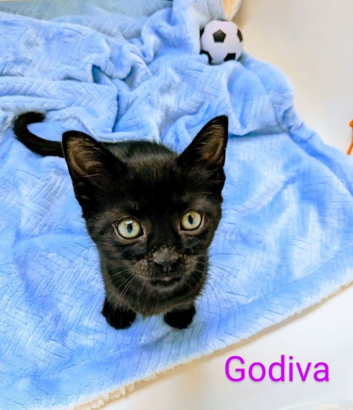 Godiva, an adoptable Domestic Short Hair Mix in Largo, FL_image-1