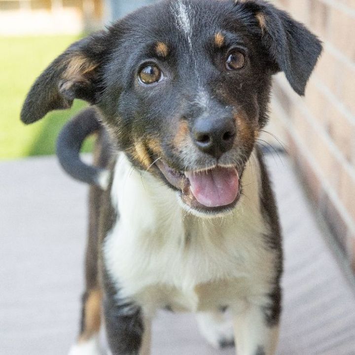 Velma, an adopted Shepherd & Hound Mix in Naperville, IL_image-1