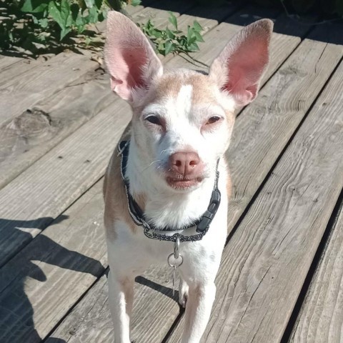 Skip, an adoptable Chihuahua, Mixed Breed in Hudson, IL, 61748 | Photo Image 4