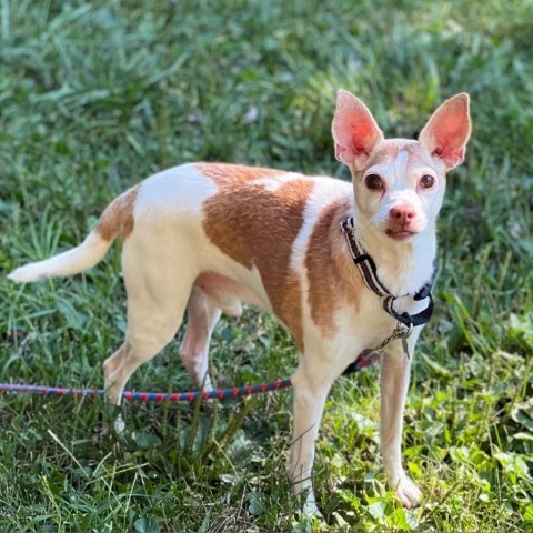 Skip, an adoptable Chihuahua, Mixed Breed in Hudson, IL, 61748 | Photo Image 3
