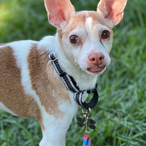 Skip, an adoptable Chihuahua, Mixed Breed in Hudson, IL, 61748 | Photo Image 5