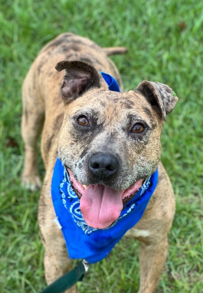 Pogo, an adoptable American Staffordshire Terrier, Catahoula Leopard Dog in Darlington, SC, 29532 | Photo Image 1