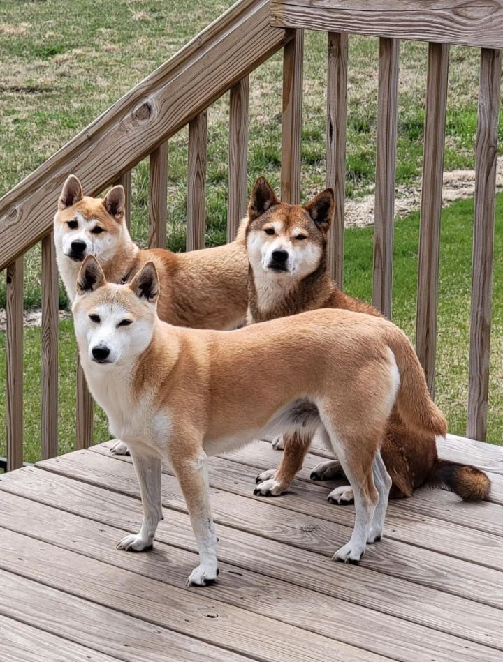 Shiba sales inu petfinder