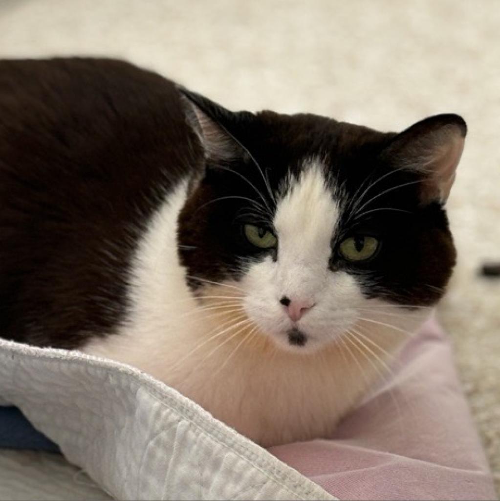 Lucky, an adoptable Domestic Short Hair in Kanab, UT, 84741 | Photo Image 1