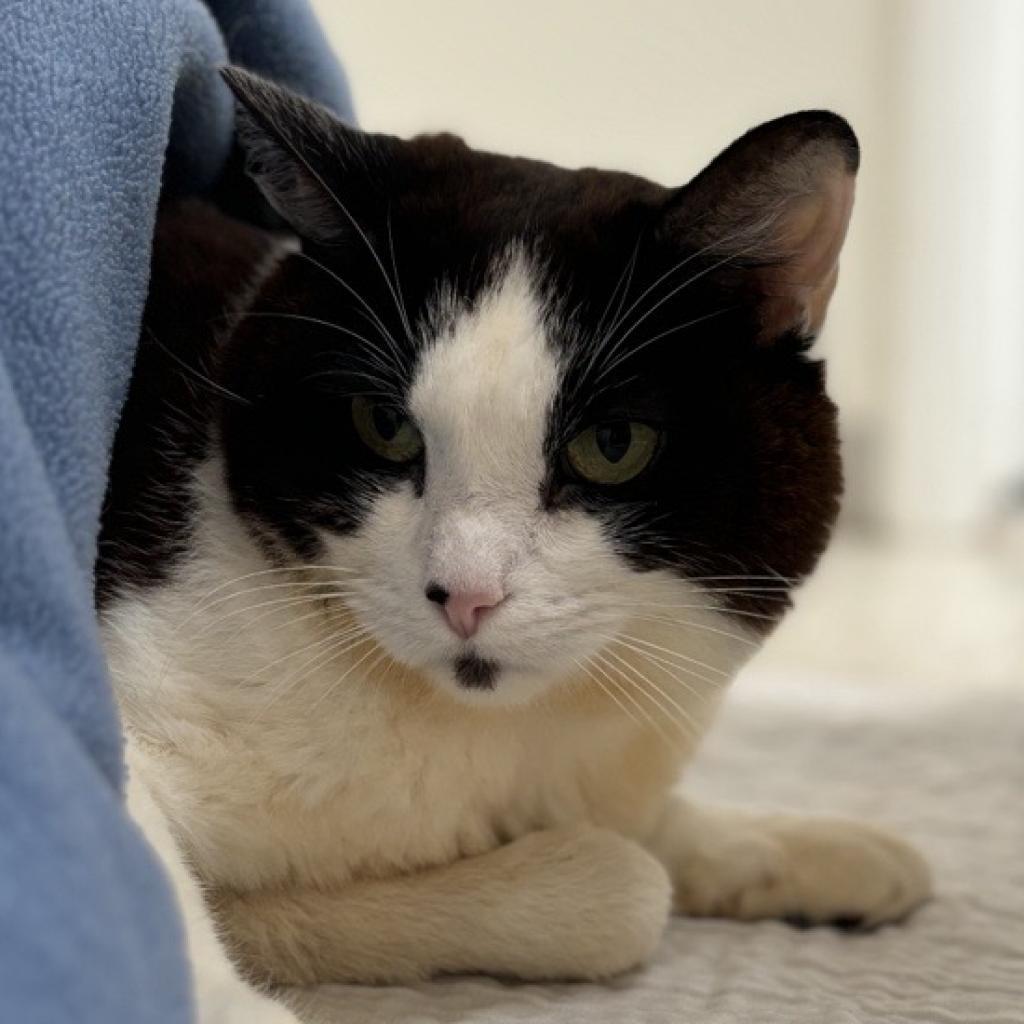 Lucky, an adoptable Domestic Short Hair in Kanab, UT, 84741 | Photo Image 2
