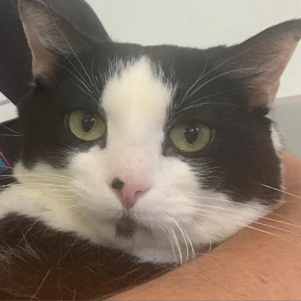 Lucky, an adoptable Domestic Short Hair in Kanab, UT, 84741 | Photo Image 3