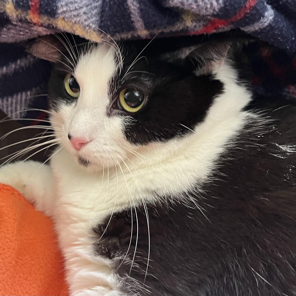 Lucky, an adoptable Domestic Short Hair in Kanab, UT, 84741 | Photo Image 4