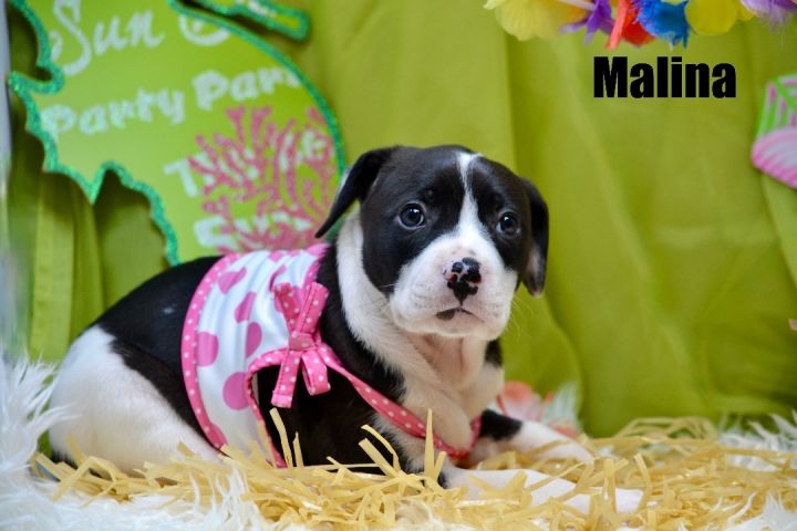 Malini , an adoptable Mixed Breed in Sevierville, TN_image-1