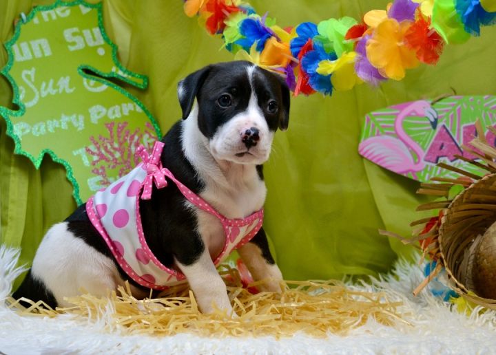 Malini , an adoptable Mixed Breed in Sevierville, TN_image-2