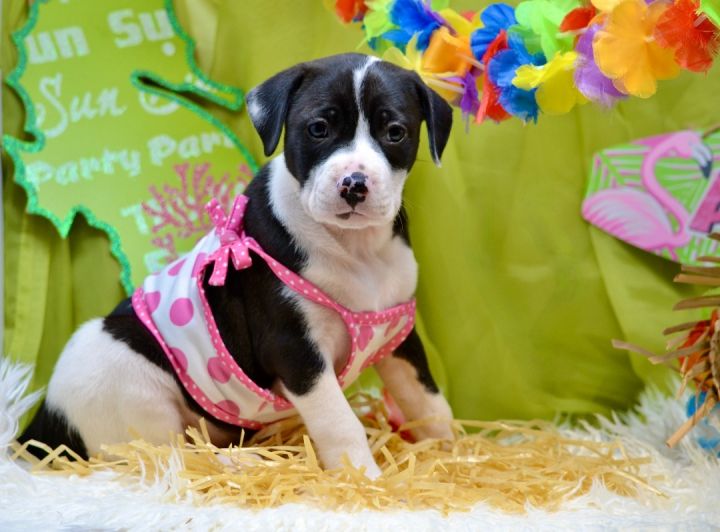 Malini , an adoptable Mixed Breed in Sevierville, TN_image-3