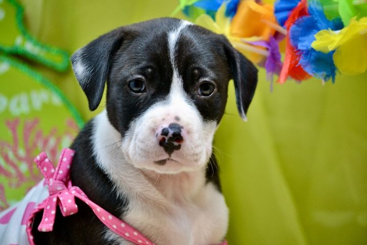 Malini , an adoptable Mixed Breed in Sevierville, TN_image-4