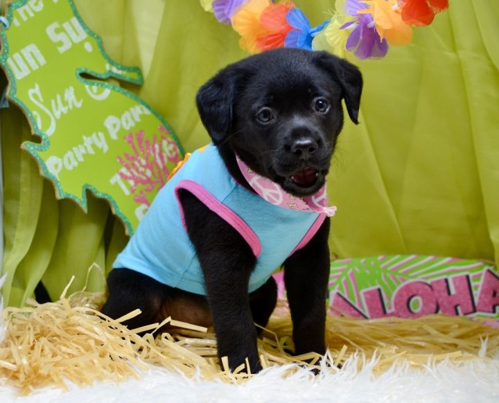 Noelani , an adopted Labrador Retriever Mix in Sevierville, TN_image-3
