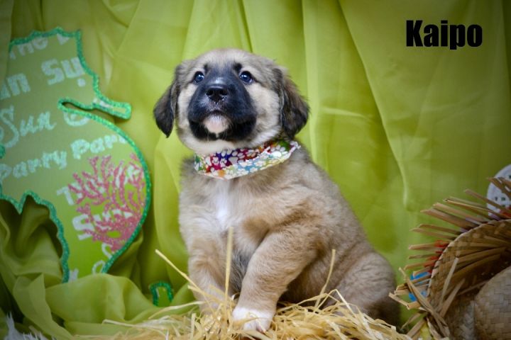 Kaipo  2