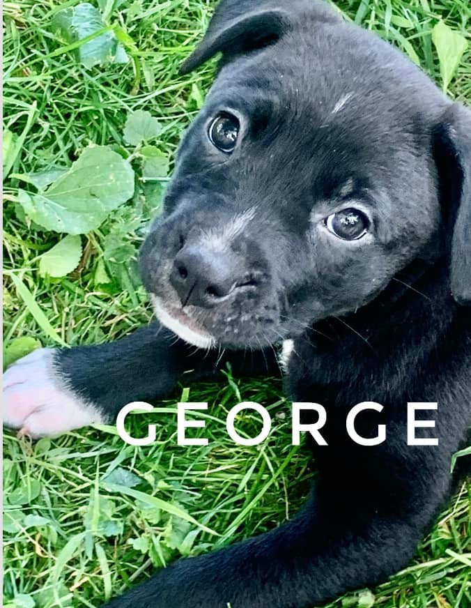 George, an adoptable Labrador Retriever Mix in Rockville, MD_image-1