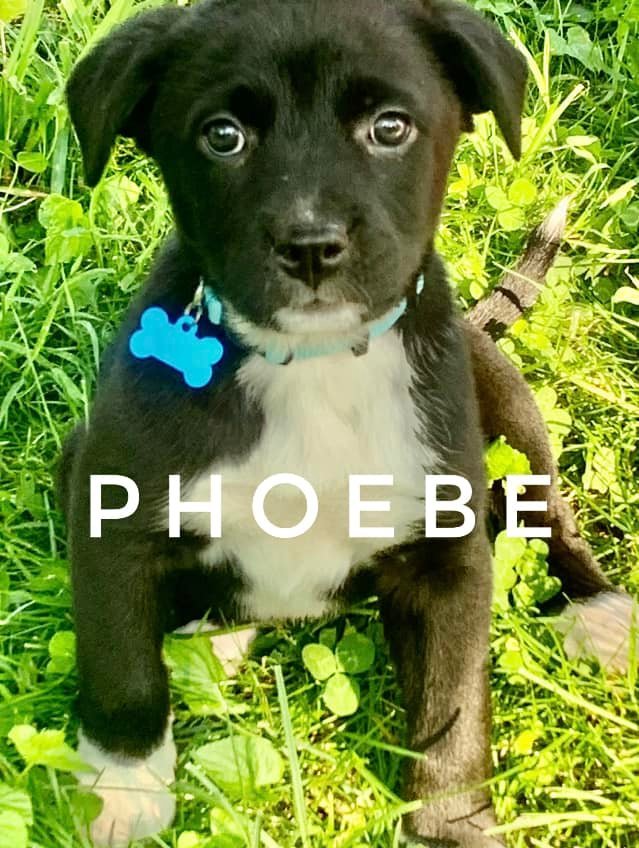 Phoebe 1