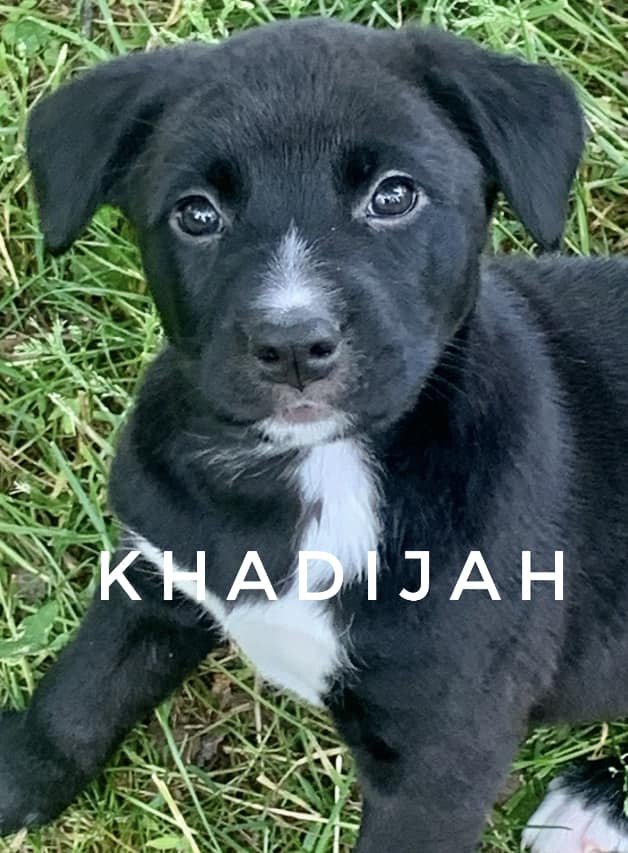 Khadijah, an adoptable Labrador Retriever Mix in Rockville, MD_image-1