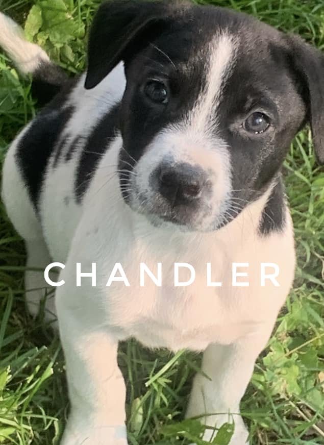 Chandler, an adoptable Labrador Retriever Mix in Rockville, MD_image-1