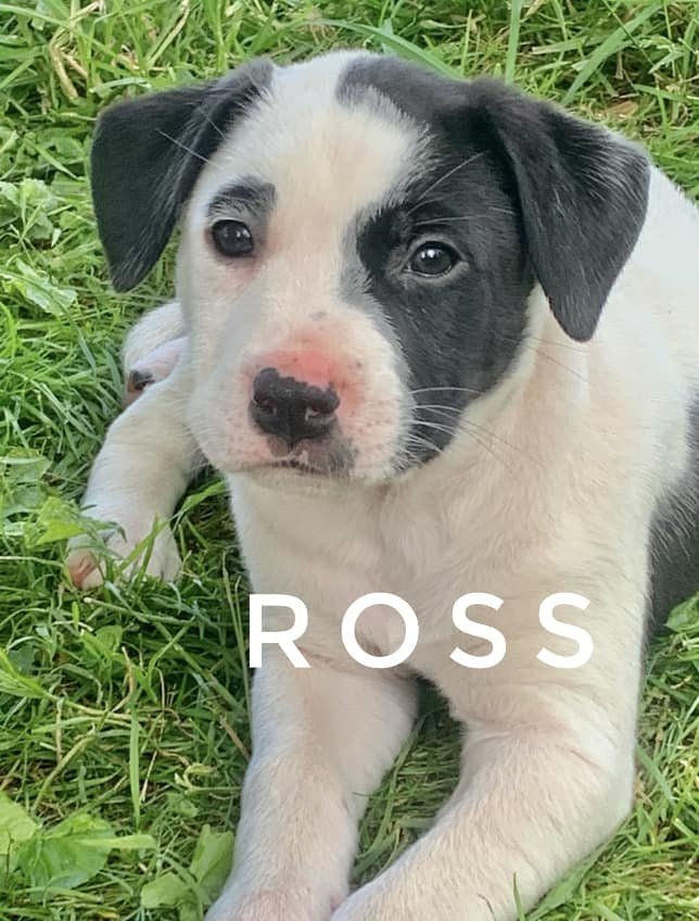 Ross 1