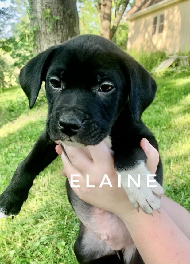 Elaine 1