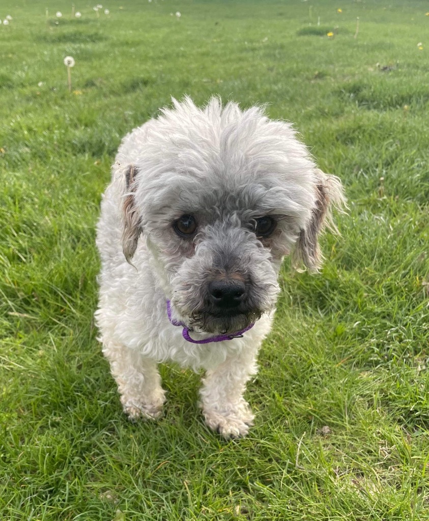 Abby, an adoptable Havanese in Decatur, IN, 46733 | Photo Image 2