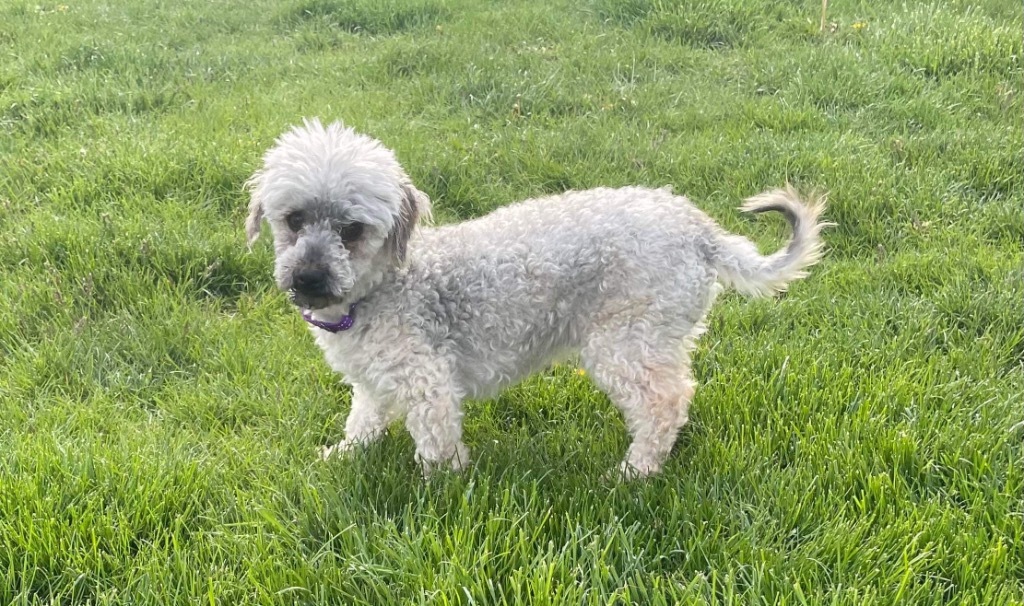 Abby, an adoptable Havanese in Decatur, IN, 46733 | Photo Image 3