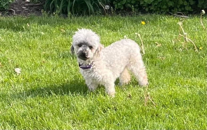 Abby, an adoptable Havanese in Decatur, IN, 46733 | Photo Image 6