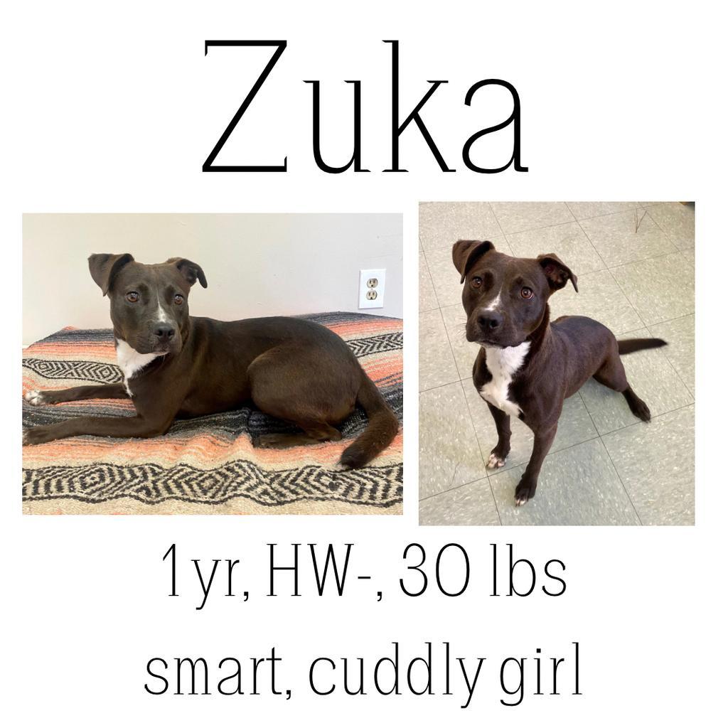 Zuka, an adoptable Mixed Breed in Albany, GA, 31706 | Photo Image 1