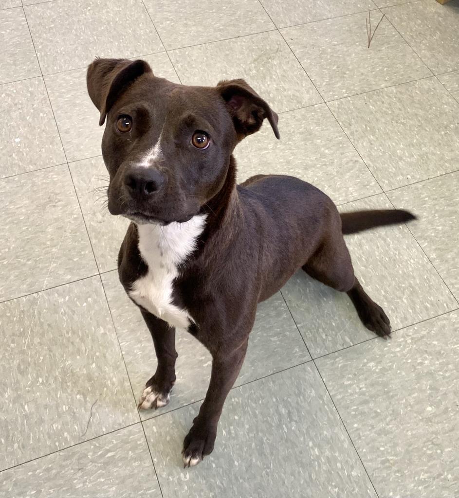 Zuka, an adoptable Mixed Breed in Albany, GA, 31706 | Photo Image 3