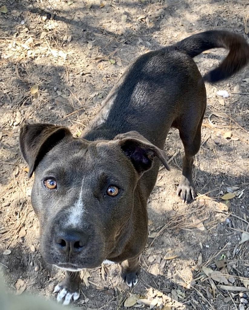 Zuka, an adoptable Mixed Breed in Albany, GA, 31706 | Photo Image 5