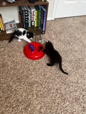 Ducky and Rooster