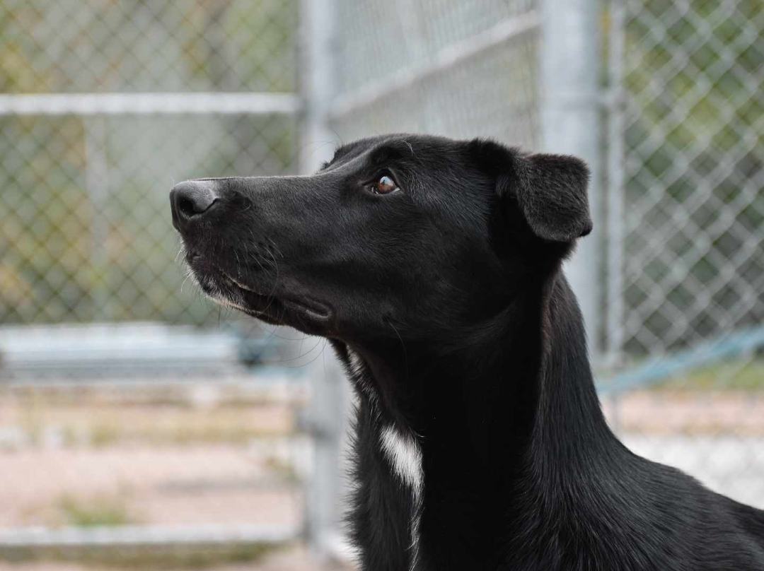 Fletcher, an adoptable Labrador Retriever, Collie in Edmonton, AB, T5B 2B7 | Photo Image 5